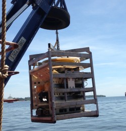 Sapura's Sea eye tiger